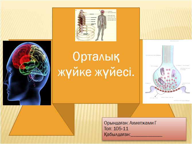 Орталық жүйке жүйесі презентация